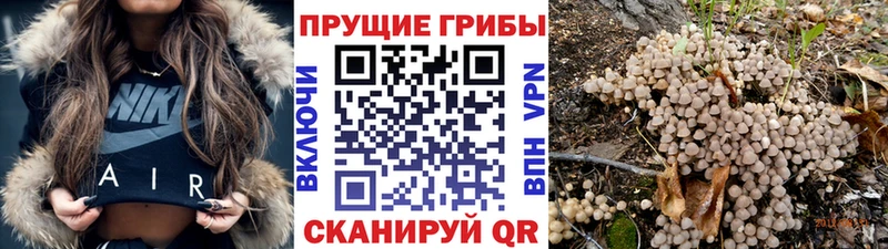 Галлюциногенные грибы Psilocybine cubensis  мега ссылка  Кирово-Чепецк  где купить наркотик 